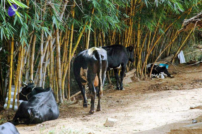 20070831 Photo 6 1WbKsdxiq6zD1gdfUR3GWVMkg-A0qKrOT.jpg