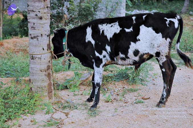 20071008 Photo 165 1WTaCBEXZT8WbII71BMYlkqPOznzC3Zr .jpg