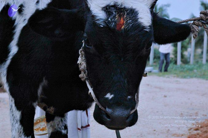 20071008 Photo 77 1FdmovggrCJekwAKERpaREoRNExUkUb9J.jpg