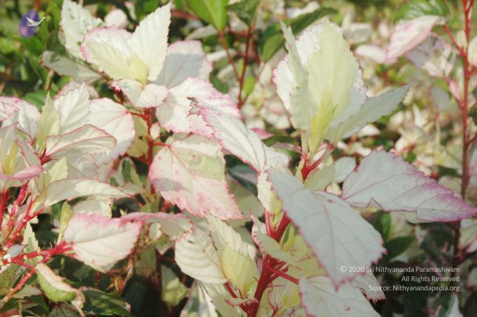 20071212 Photo 915 11G9zpDDnpjy43th8lcQ2CjKeL5SJ9jm0.jpg