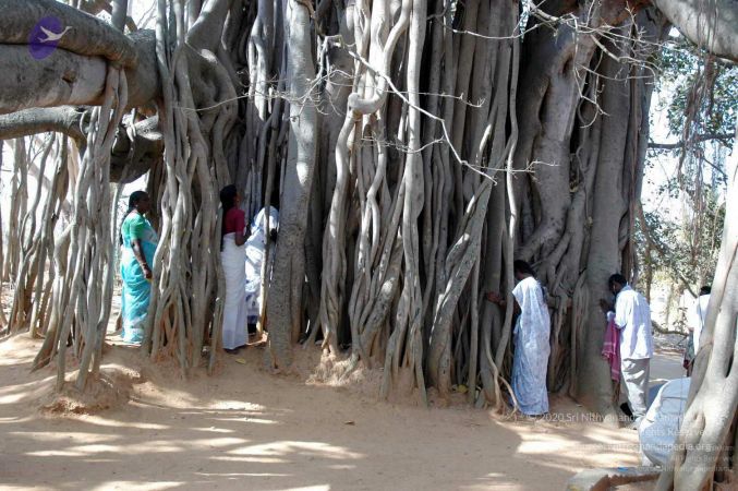 20080216DSC 9066 CMP WM001.jpg