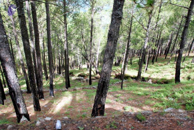 20080701 DSC 0092 CMP WM 0011.jpg