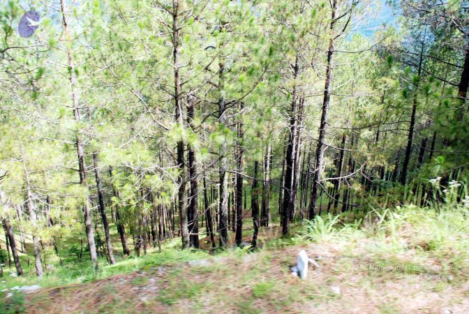 20080701 DSC 0096 CMP WM 0011.jpg