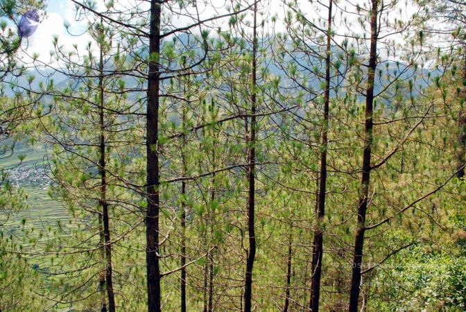 20080701 DSC 0140 CMP WM 0011.jpg