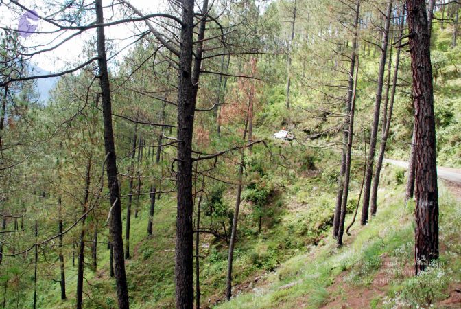 20080701 DSC 0157 CMP WM 0011.jpg