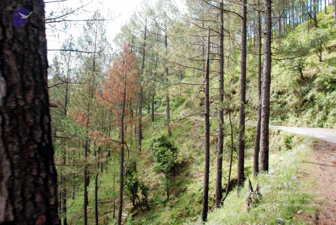 20080701 DSC 0158 CMP WM 0011.jpg