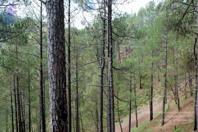 20080701 DSC 0175 CMP WM 0011.jpg