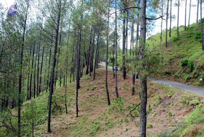 20080701 DSC 0182 CMP WM 0011.jpg