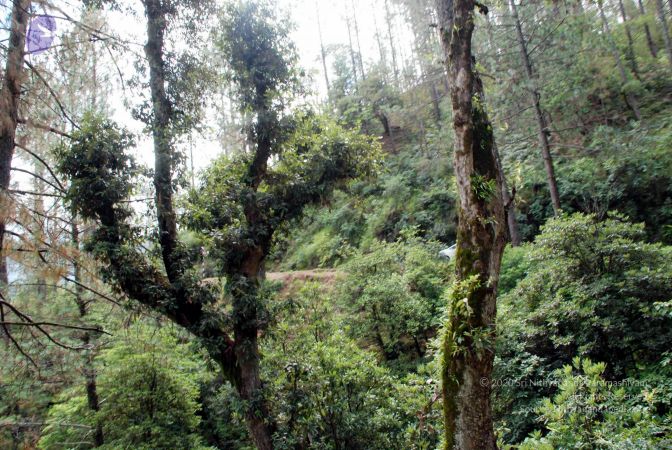 20080701 DSC 0219 CMP WM 0011.jpg