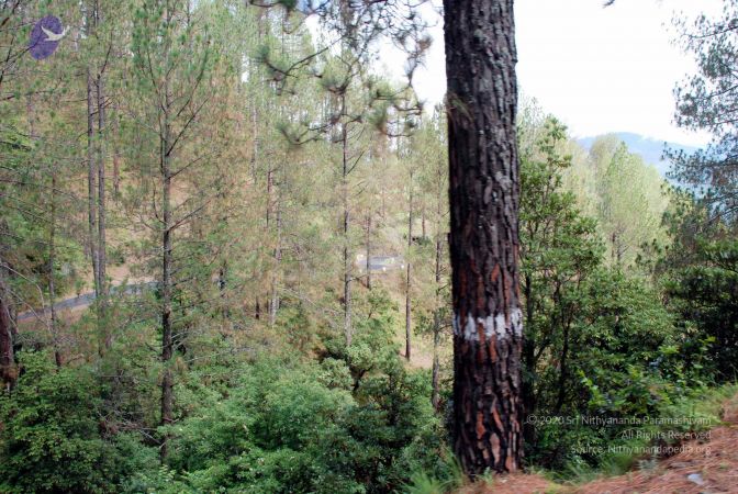 20080701 DSC 0230 CMP WM 0011.jpg