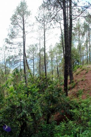 20080701 DSC 0241 CMP WM 0011.jpg