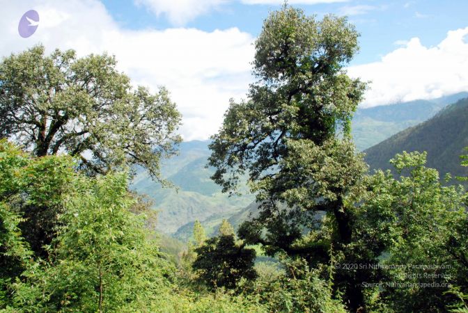 20080701 DSC 0255 CMP WM 0011.jpg