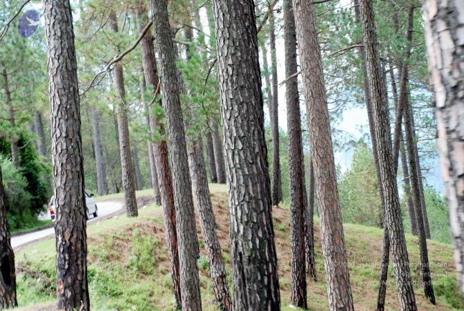 20080701 DSC 0345 CMP WM 0011.jpg