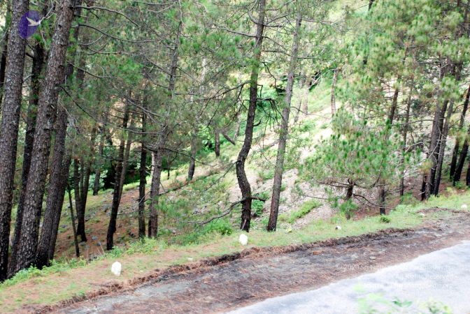 20080701 DSC 0350 CMP WM 0011.jpg