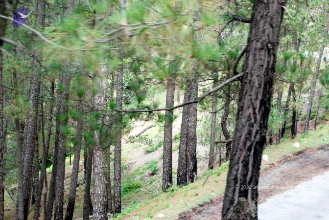 20080701 DSC 0351 CMP WM 0011.jpg