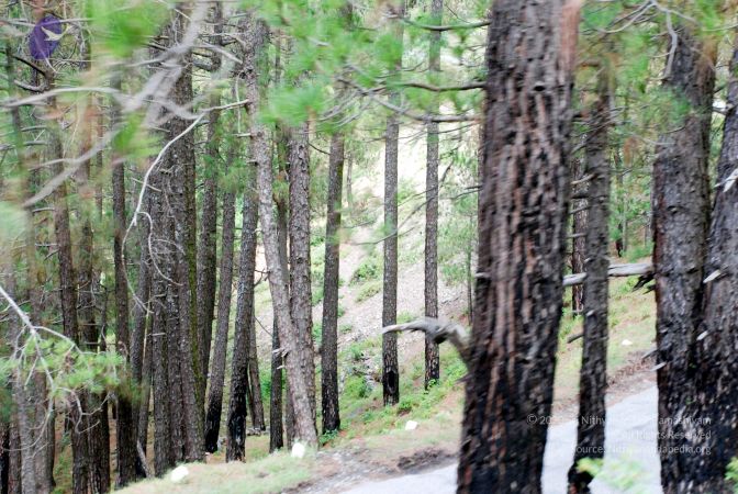 20080701 DSC 0352 CMP WM 0011.jpg