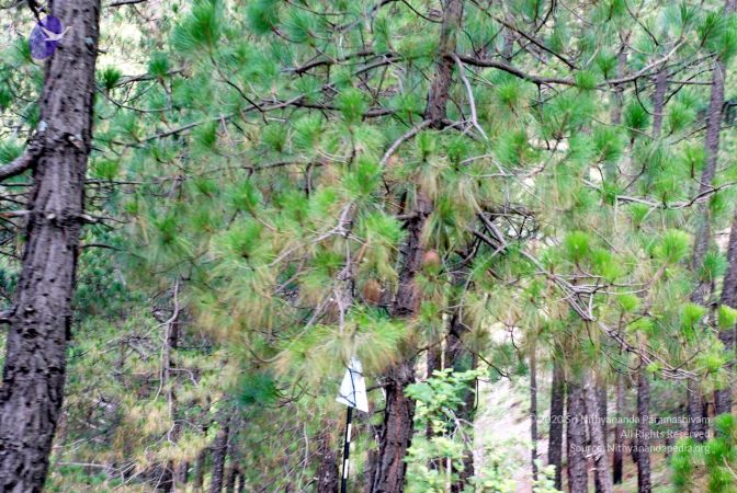 20080701 DSC 0353 CMP WM 0011.jpg