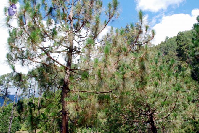 20080701 DSC 0440 CMP WM 0011.jpg