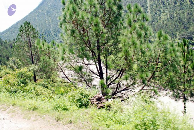 20080701 DSC 0614 CMP WM 0011.jpg