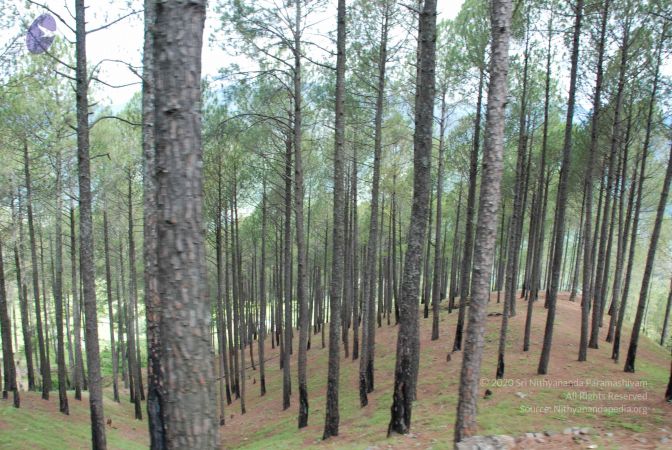 20080701 Photo 1534 1ANgMsZjlDDuVqKVwWmX4ccxi8uhhJrf1.JPG