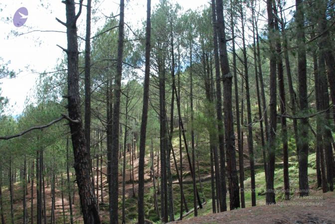 20080701 Photo 1539 1IRBxD6dDnc3wFd65RwSGl9pcRpkEqWE5.JPG