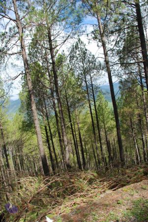 20080701 Photo 1564 17TjkA1bnmmIvl1h5n3PU9q5En8OkFrTN.JPG