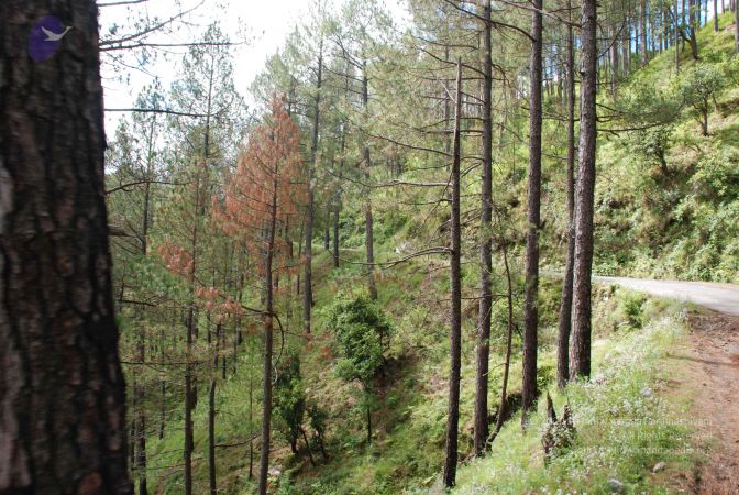 20080701 Photo 1629 1SZscudLx6naYeQXhyNZggSHf69fe3o76.JPG