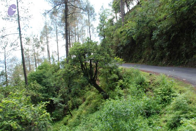 20080701 Photo 1696 1ZwZxGRNsGMu-6W9TddKp1brBVYKG9uNR.JPG