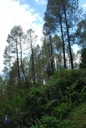 20080701 Photo 1709 1k16TbwpZTiRwBxNRhEQX9L-OQfmj9YjE.JPG