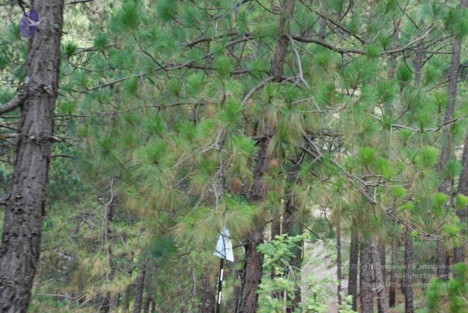 20080701 Photo 1820 1h0YNwA51F4xw8B6rIo-SPtnqmmAy85qa.JPG