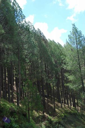 20080701 Photo 1833 1OeyNp4U9adWt5VYllqsXkhkPKhw 62DE.JPG