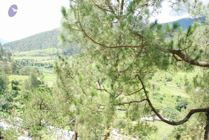 20080701 Photo 1836 17DP4OOPX Zcmibasy0mcnqauq5dcJ0ek.JPG