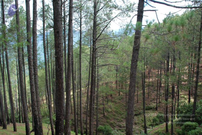 20080702 DSC 0066 CMP WM.jpg