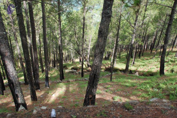 20080702 DSC 0092 CMP WM.jpg