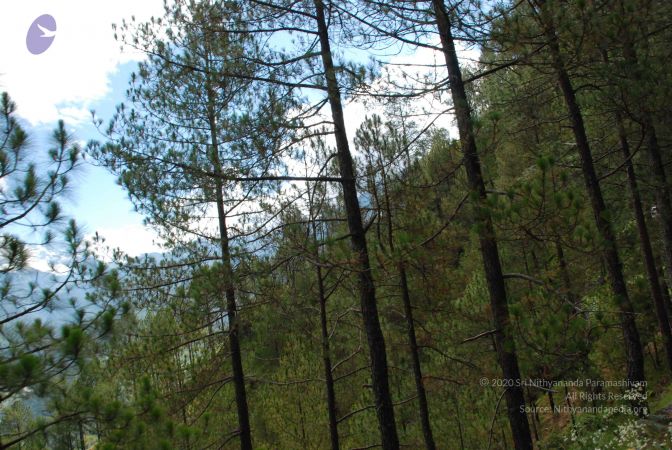 20080702 DSC 0107 CMP WM.jpg