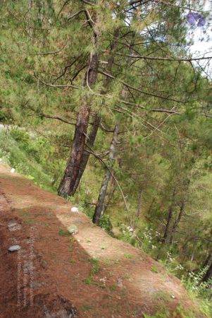 20080702 DSC 0118 CMP WM.jpg