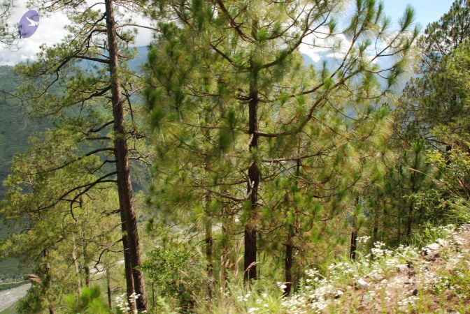 20080702 DSC 0133 CMP WM.jpg