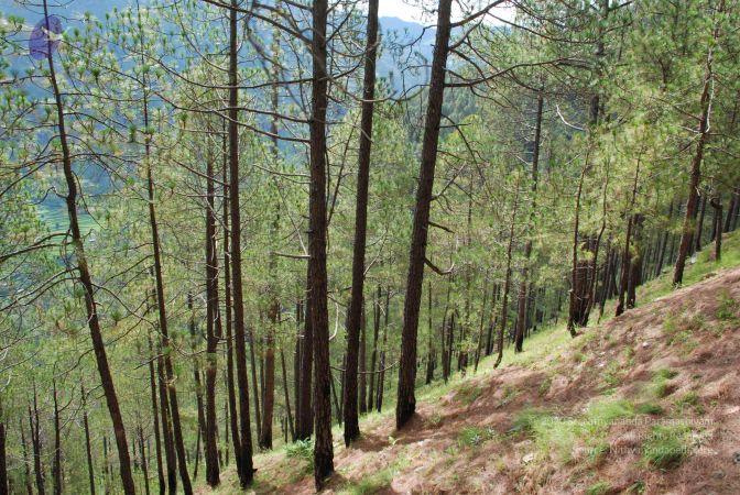 20080702 DSC 0173 CMP WM.jpg