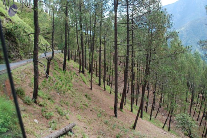 20080702 DSC 0184 CMP WM.jpg