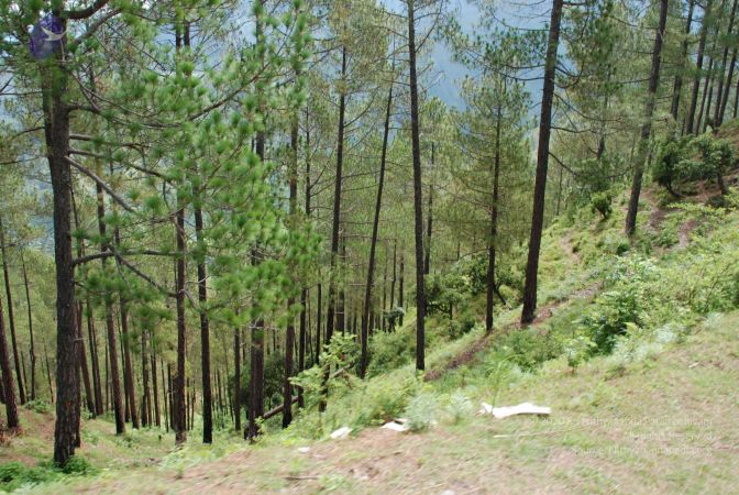 20080702 DSC 0192 CMP WM.jpg