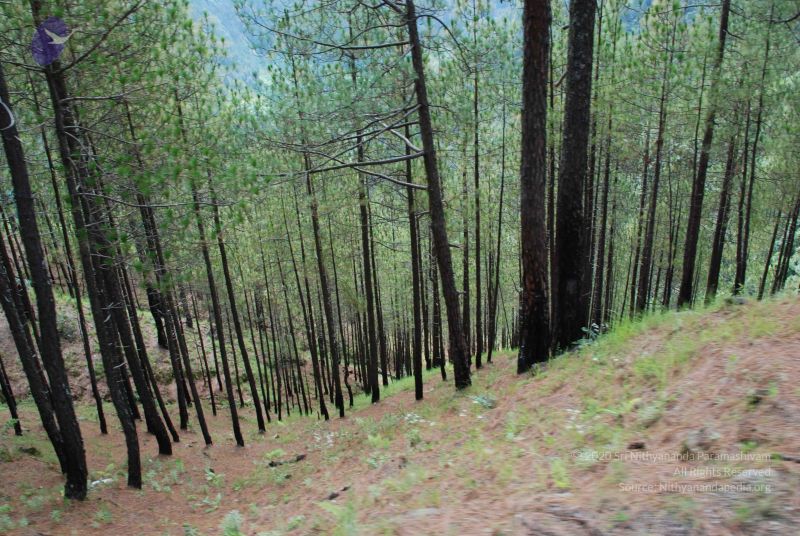 File:20080702 DSC 0245 CMP WM.jpg