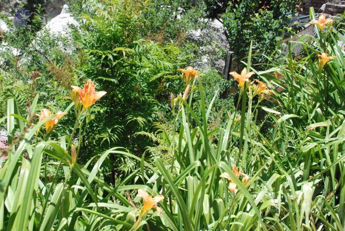 20080702 Photo 1051 1i57 AHMugx3 mcaRDV6tlH6IRx0621Qj.JPG