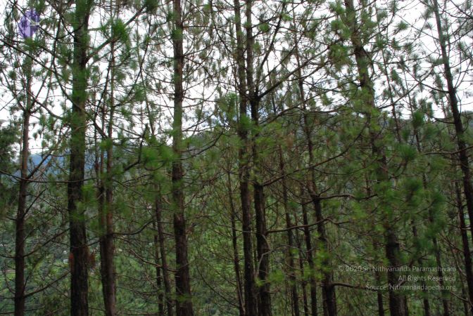 20080707 Photo 1347 13VMeenASBmKsRgmmjuTS5PWkWdD8L4NE.JPG