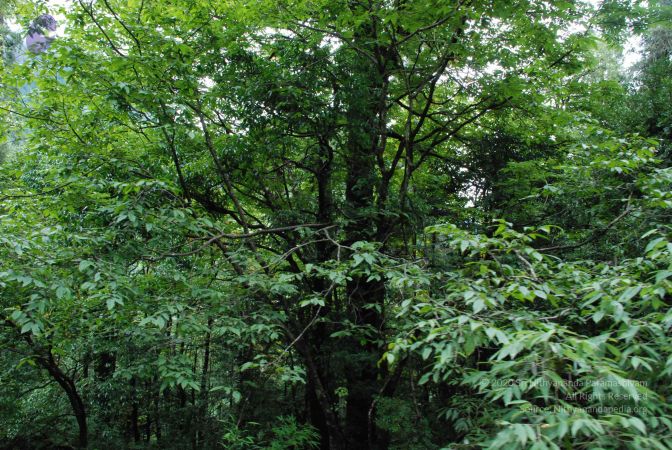 20080707 Photo 1445 18Er3op-Nrn6iPudBZllS mxTe0jtOPr2.JPG