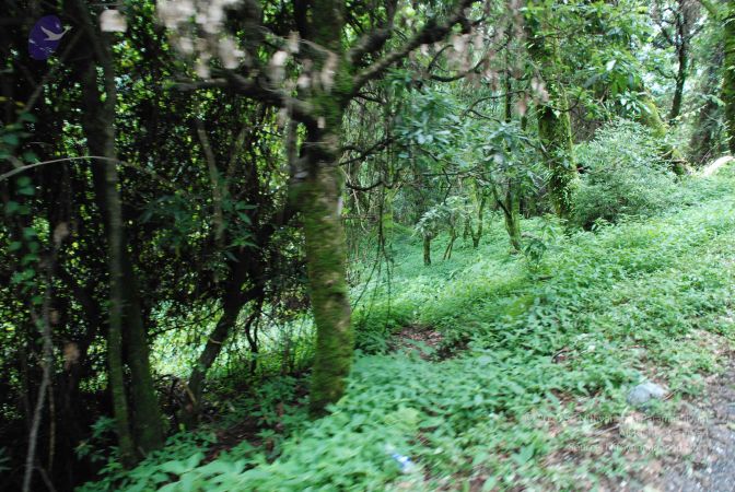 20080707 Photo 1458 1FQrgD56Uqdg3JCiZkD1NLJBzTjBEvEFa.JPG