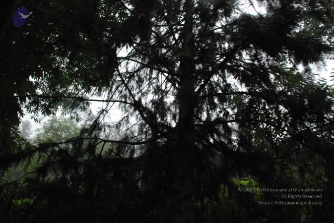 20080707 Photo 1465 1faAG8tLsY94i-ca19EAEcL67qPnoeK0z.JPG