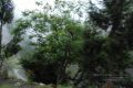 Thumbnail for version as of 11:45, 6 May 2021