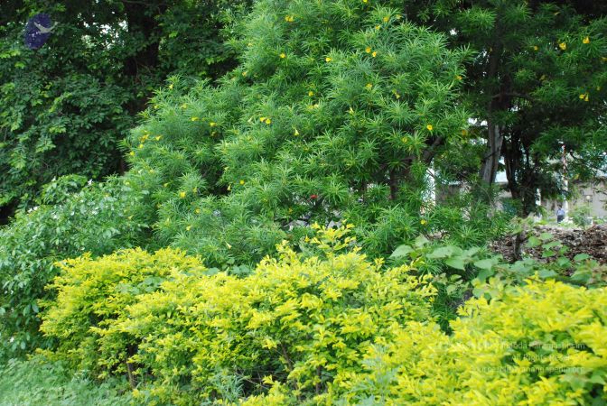 20080711 Photo 1006 1t-MJBsb1EJi5cwvI9FqsvScJkxz0e-MX.JPG