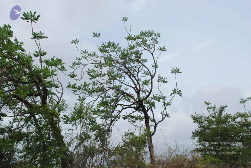 File:20080729 Photo 1187 1gcCXlovEUa23QQYCDN4X5E2UfQAsohJv.JPG