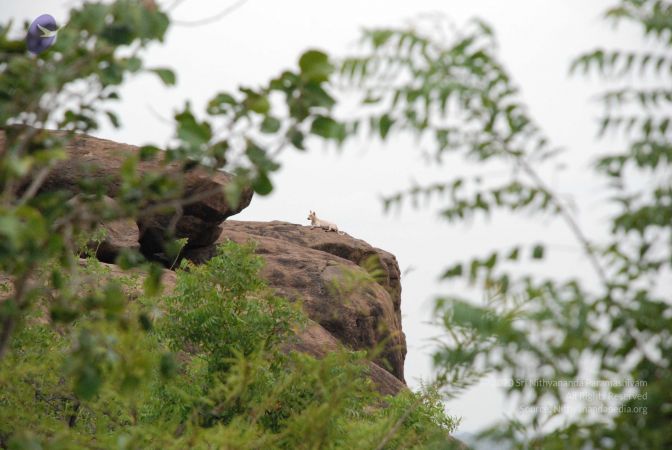 20080802 Photo 1273 1rXKaAAUSAXOfDkMJjAN1zFiPKbSFdD6o.JPG